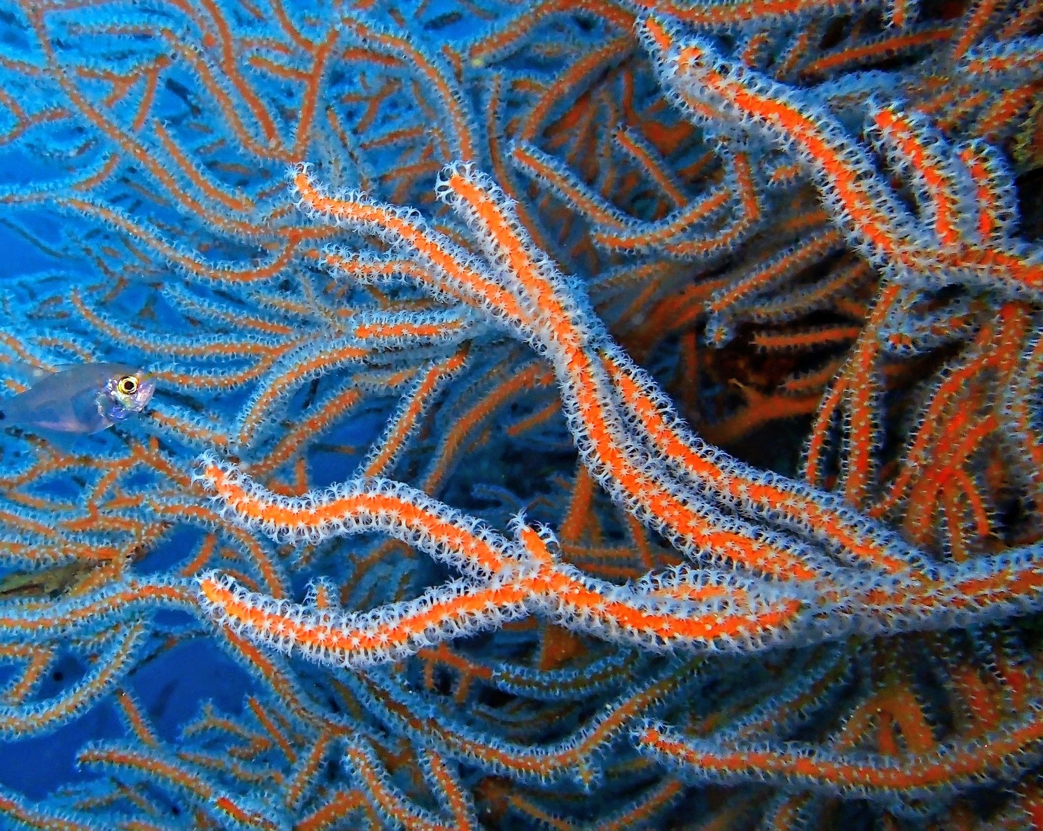 Сүүлийн далайн хямрал шүрэн арлуудыг устгасан бөгөөд дахин давтагдах уу?