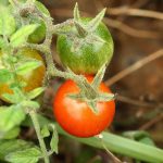 Researchers detect a surprising case of reverse evolution in wild tomatoes: they activate genes that had remained inactive for millions of years