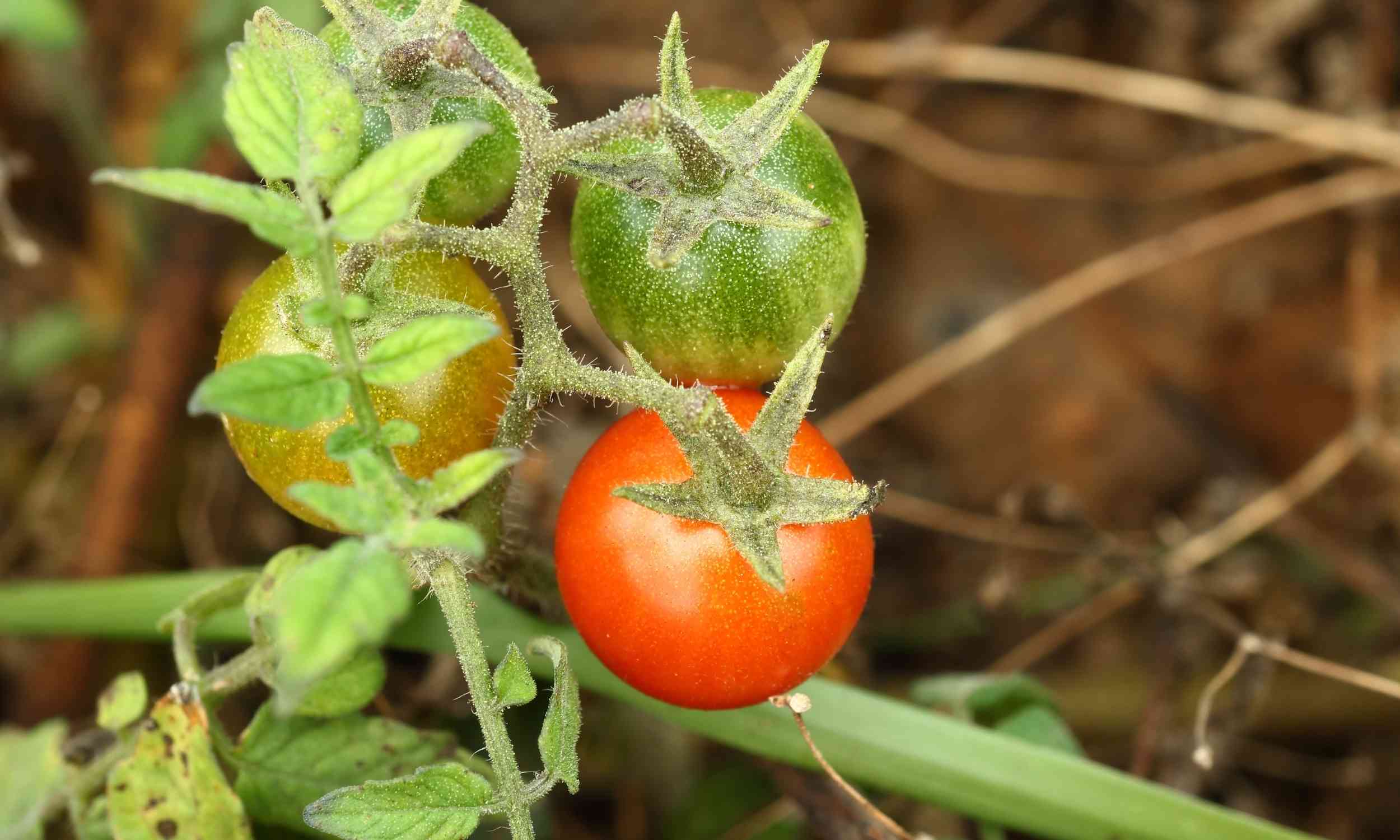 Surprising case of “reverse evolution” discovered in wild tomatoes