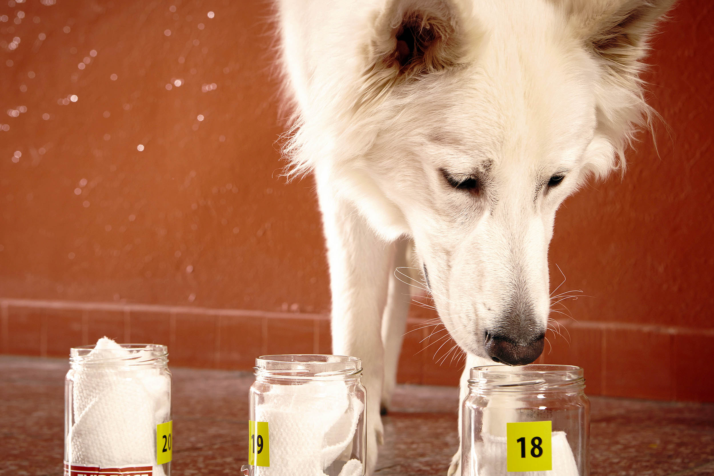 Image for Dogs can now detect some neurological diseases years before symptoms appear - Earth.com from Earth.com