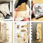 Ancient worms feasted on the bones of giant marine animals. Credit: PLOSOne