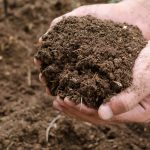 Soil is losing nitrogen - and its climate-fighting power