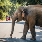 Elephants take more risks when they live around people