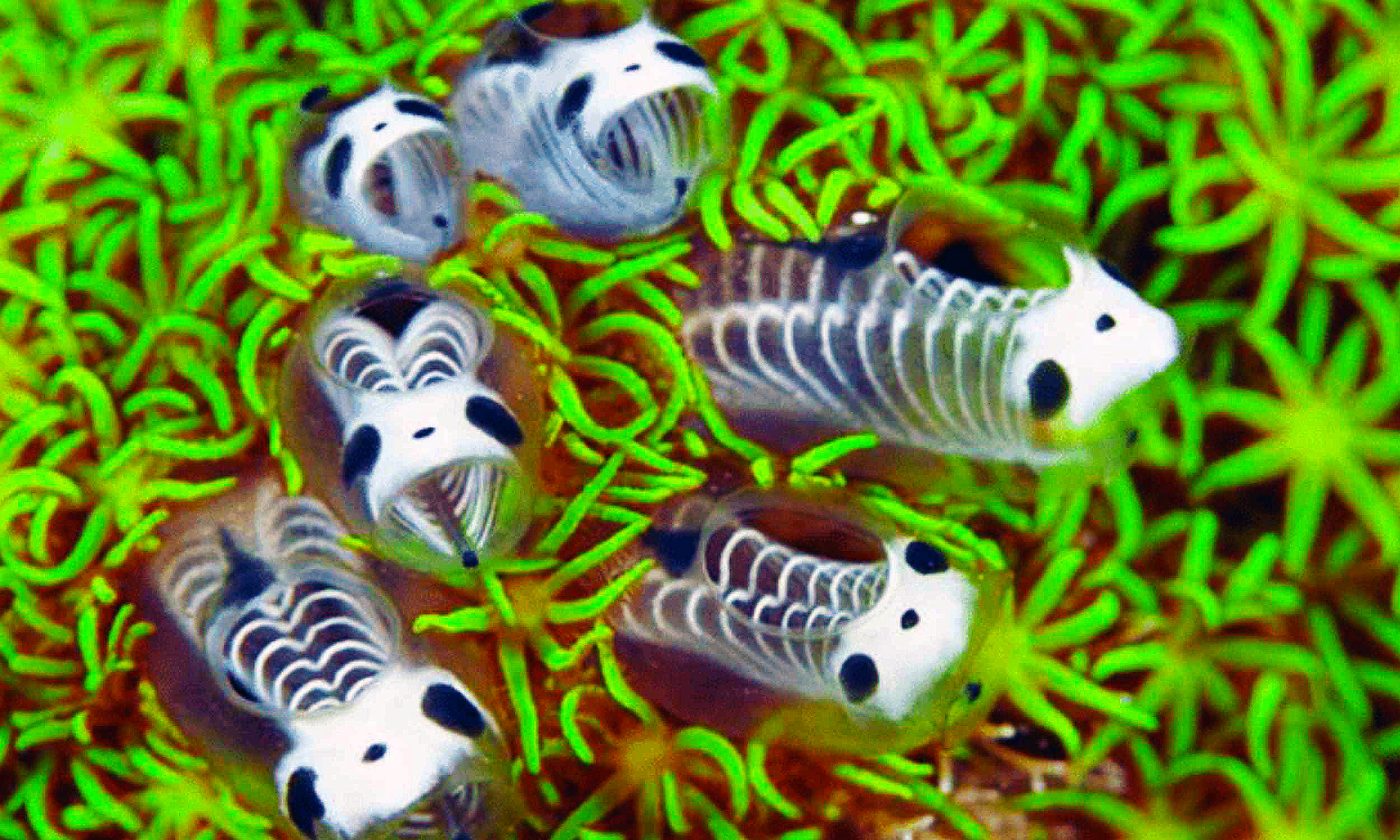 Discovering a New Species: The Skeleton Panda of the Sea