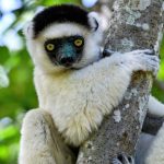 Rewriting evolution: Can gene editing save endangered species?