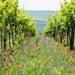 Killing weeds without chemicals - the future may be electric