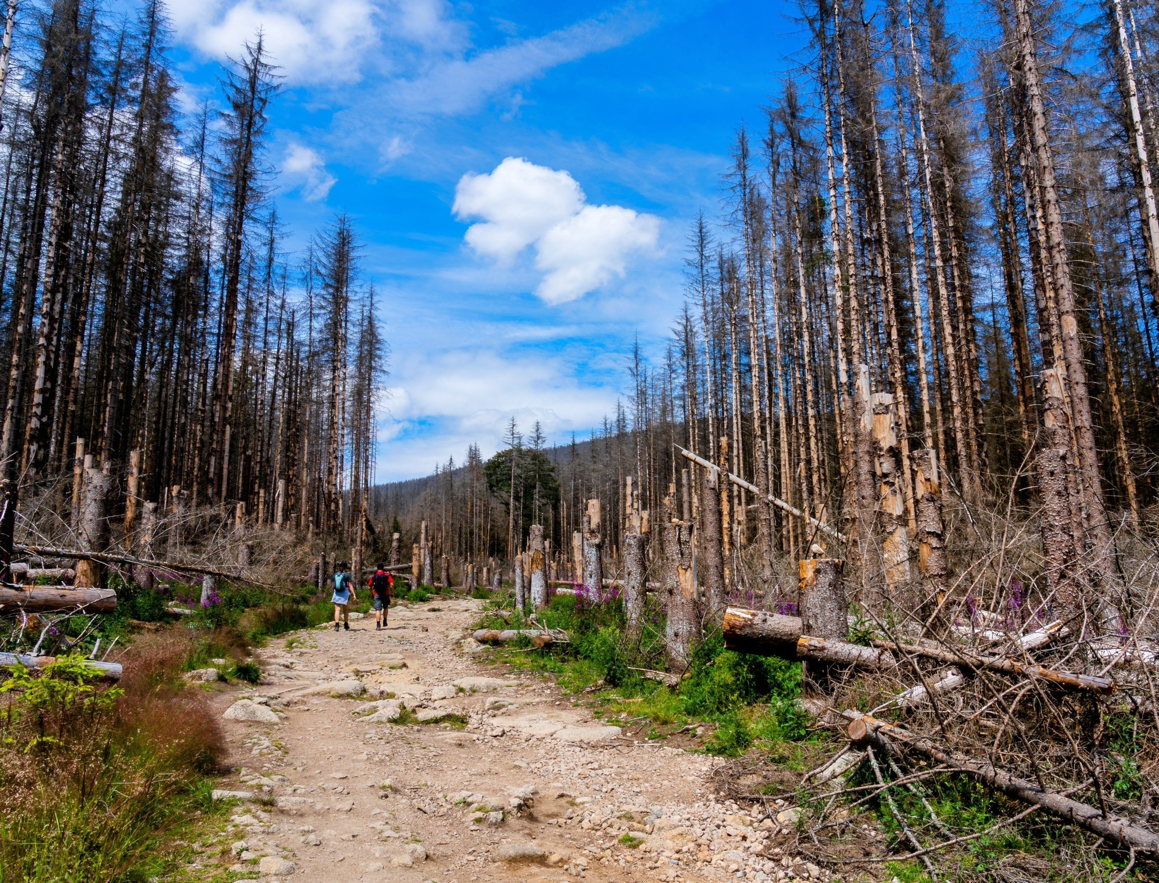 Some ecosystems collapse quietly without warning signs - Earth.com