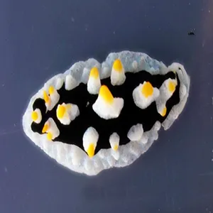 Phyllidia ovata. Credit: Heike Wägele