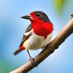 Female birds sing to find a faithful companion
