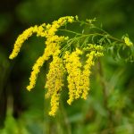 Nitrogen exposure is changing the way plants defend themselves