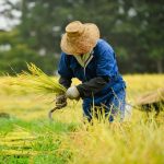 Japanese food traditions held strong despite the arrival of farming