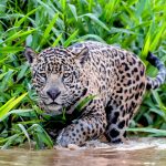 Jaguars offer a glimpse of survival in a changing world
