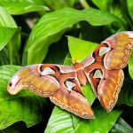 Plants and animals interact using sound, proven for the first time in a new study