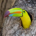 Land-use change is hurting bird diversity far more than we realized