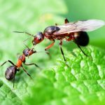 How do ant colonies crown a queen? Scientists found out