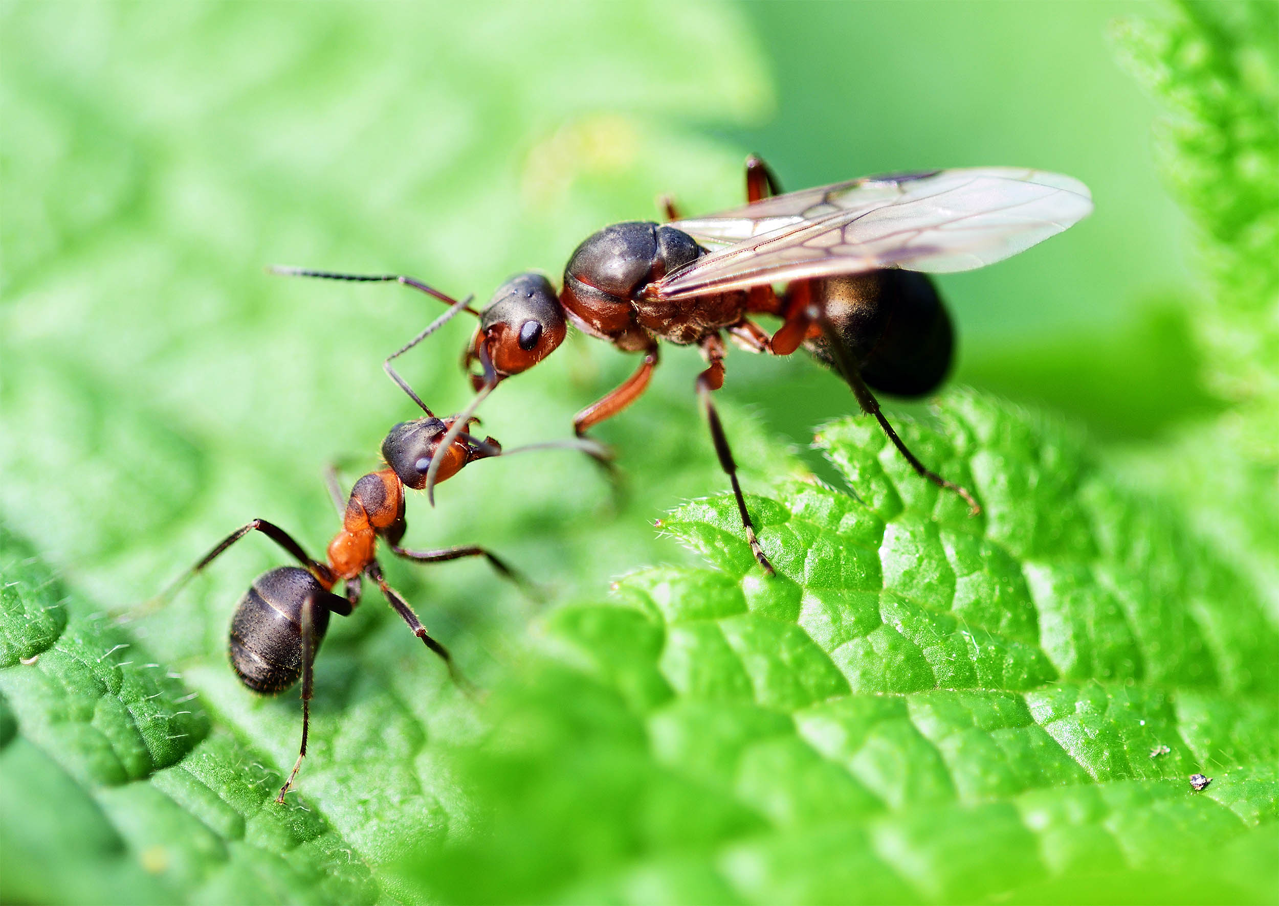 How do ant colonies crown a queen? Scientists found out