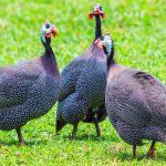 Leadership can be incredibly stressful, even for birds