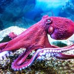 Octopuses are tricked by the 'rubber hand illusion' like humans, suggesting self-awareness