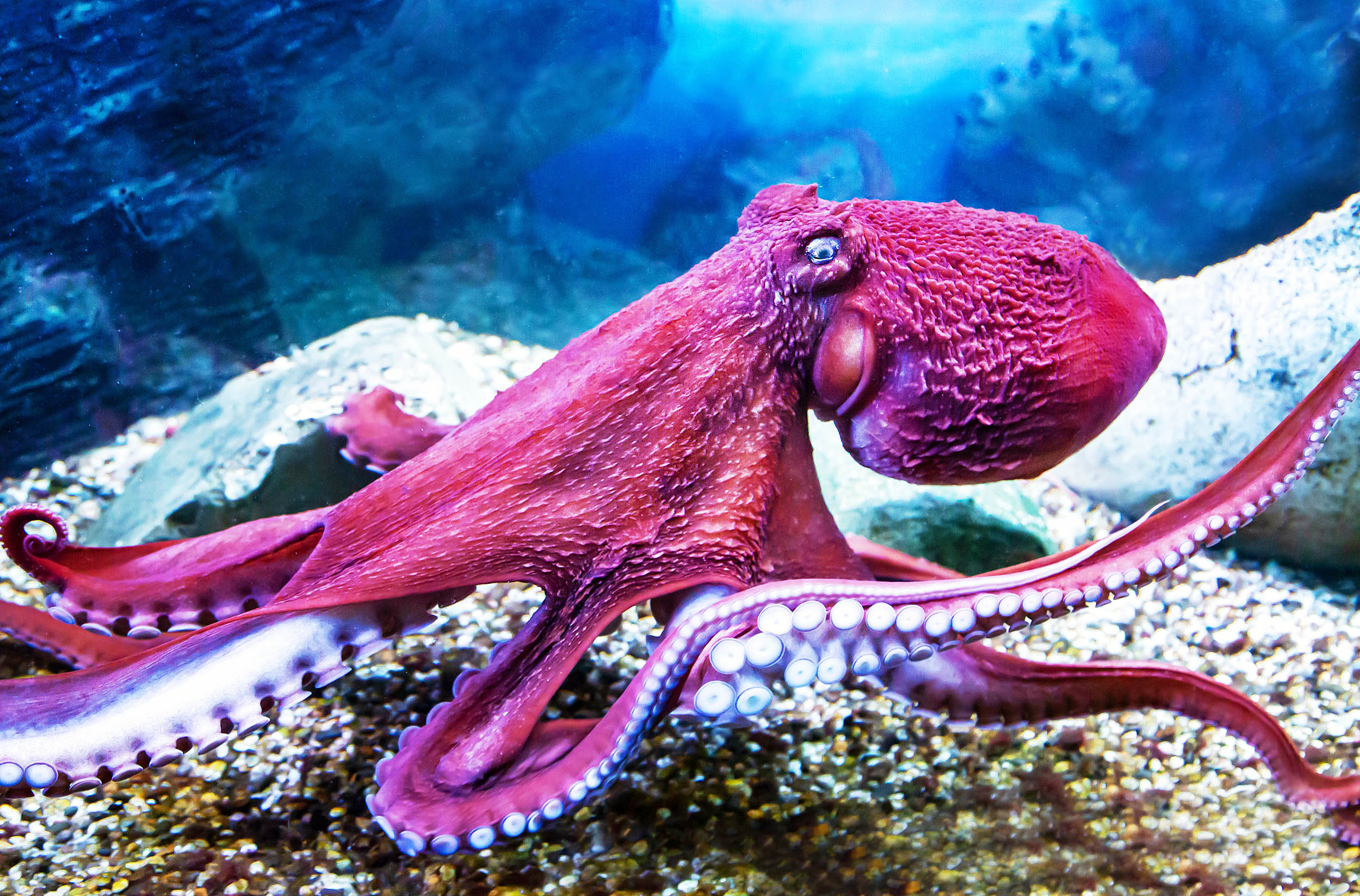 Octopuses are tricked by the ‘rubber hand illusion’ just like humans