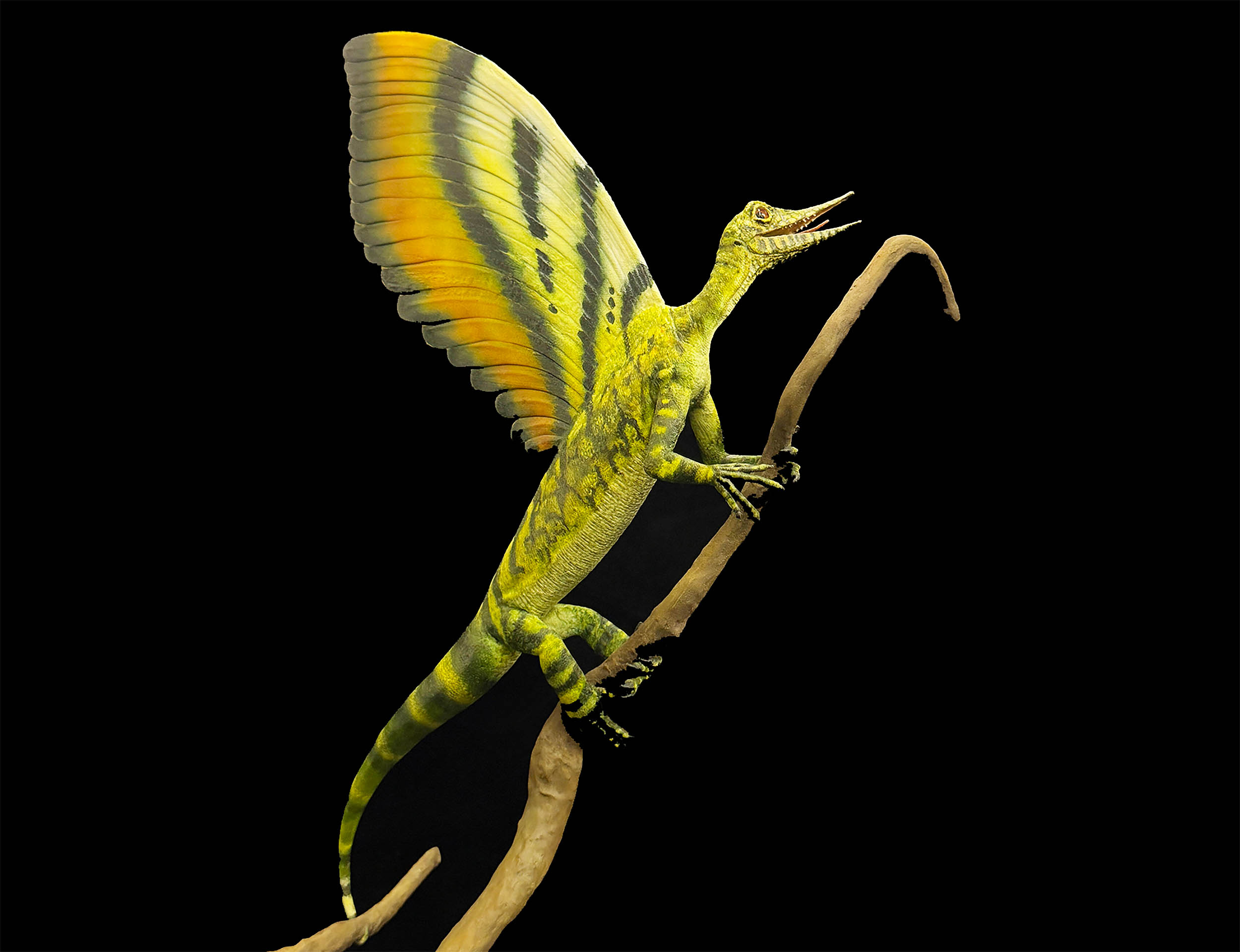 'Wonder reptile' fossil discovery rewrites evolutionary history