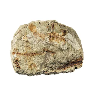 A fossil from the State Museum of Natural History Stuttgart, Germany, preserving the skeleton of Mirasaura. Credit: Stephan Spiekmann