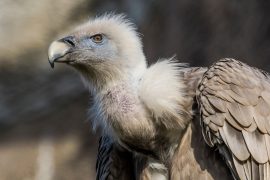 News article thumbnail