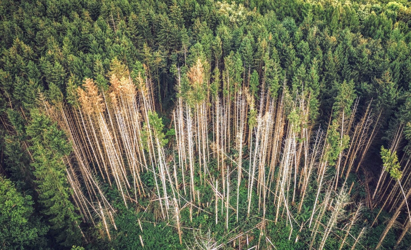Lightning-struck trees release as much carbon as aviation - Earth.com, image size:1400x850