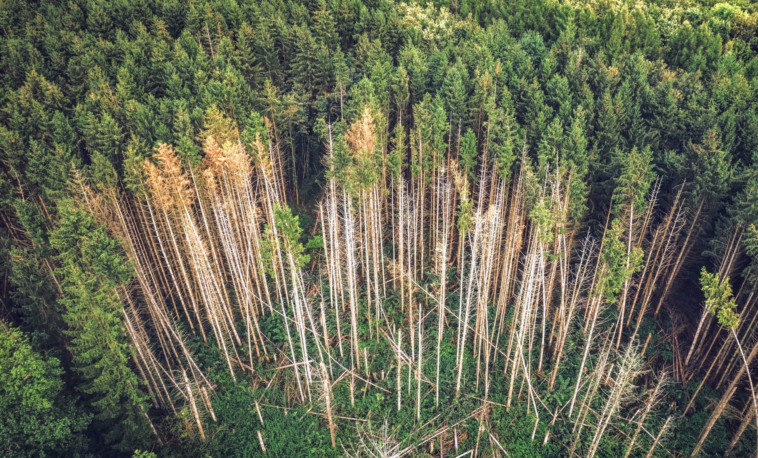 Lightning-struck trees release as much carbon as aviation