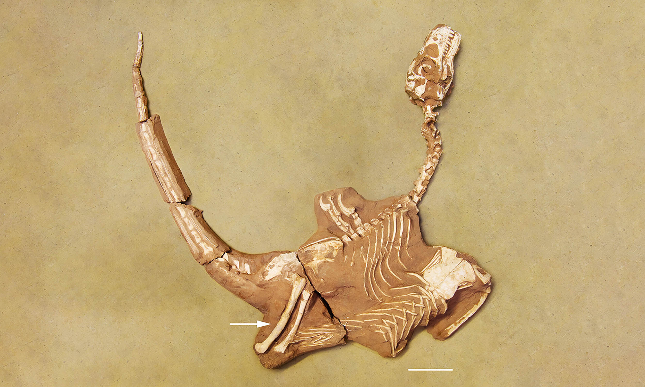 Meet Shri rapax: The New Predator That Redefines Dinosaur Hunting!