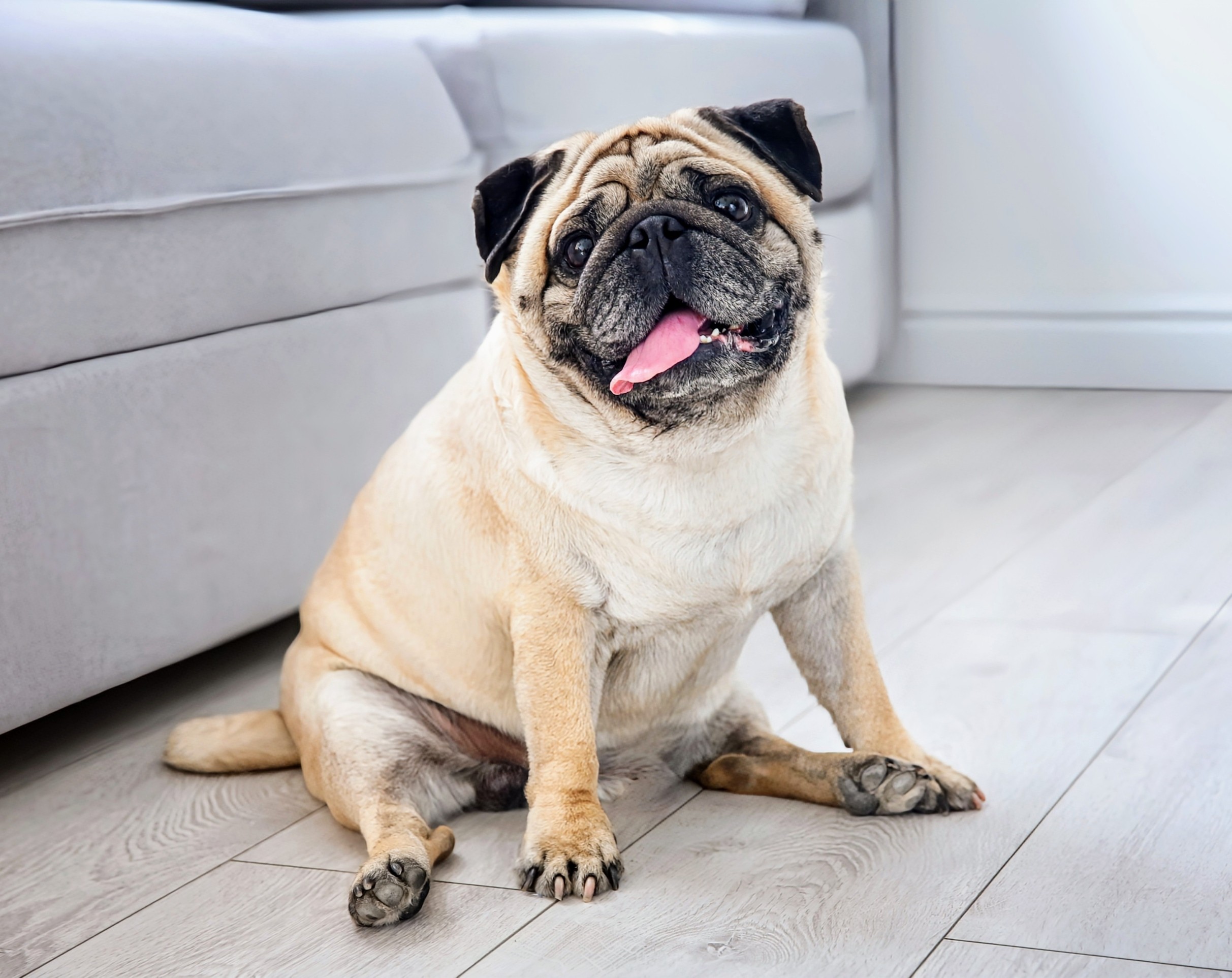 Нохойнууд яагаад таргалж байна вэ? Шинэ судалгаа бодит шалтгааныг тодрууллаа