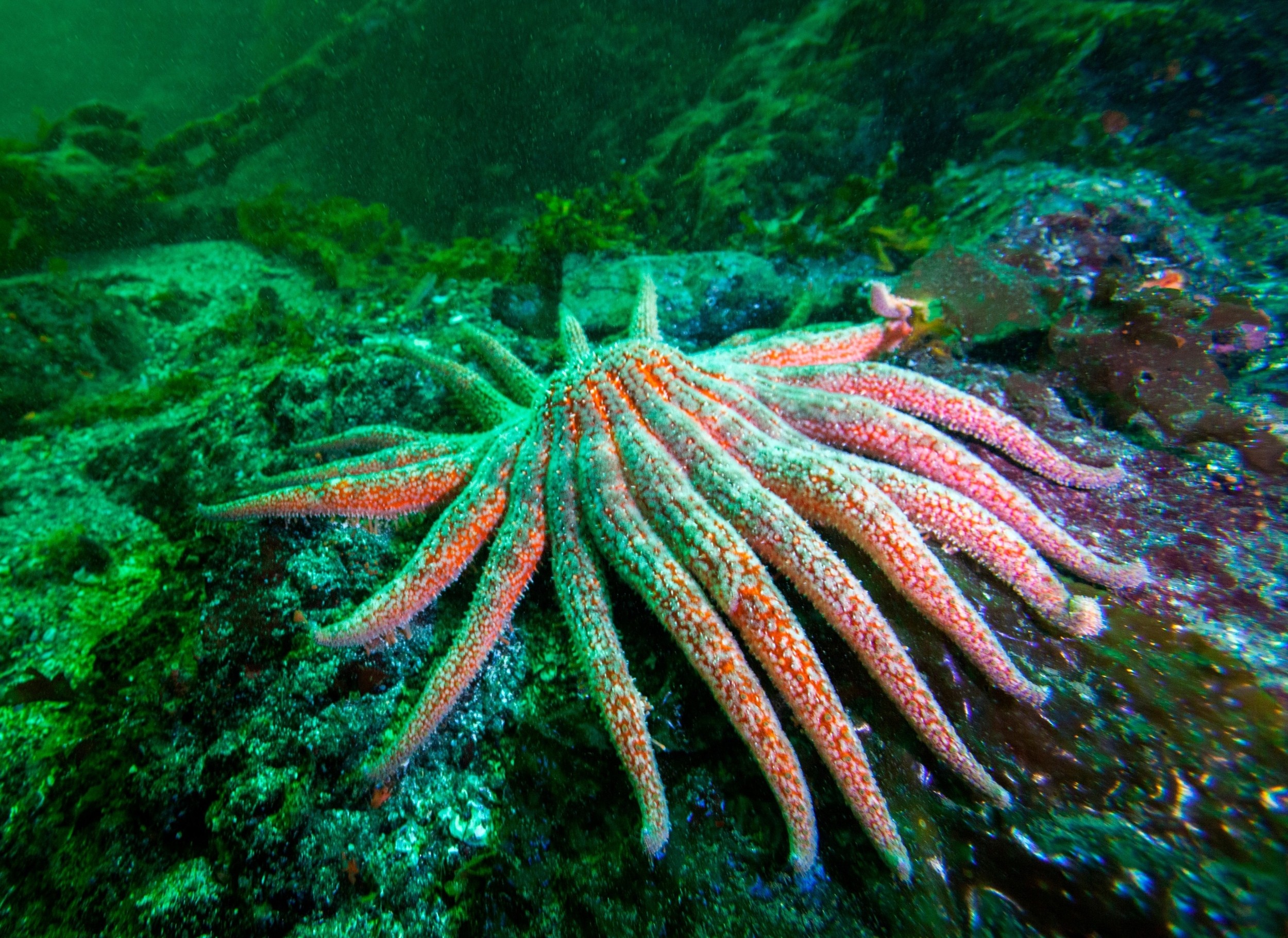 'Terrifying' sea stars could be the key to kelp forest recovery