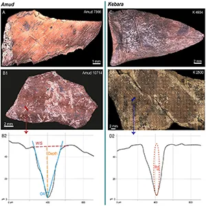 Alicona images (10× lens) of specimens from Amud (A, B) and Kebara (C, D), with examples of the associated profile diagrams showing the variables measured at the mid-point of the cut-marks studied, with: in (B2), the width of the incision on the surface (WIS), the depth of the incision (D), the opening angle of the incision (OA); in (D2), the floor radius (Rd) of the incision. Note: due to the difference in scale between the X- and Y-axes, the circle used to calculate the floor radius (Rd) appears elliptical. Credit: Frontiers