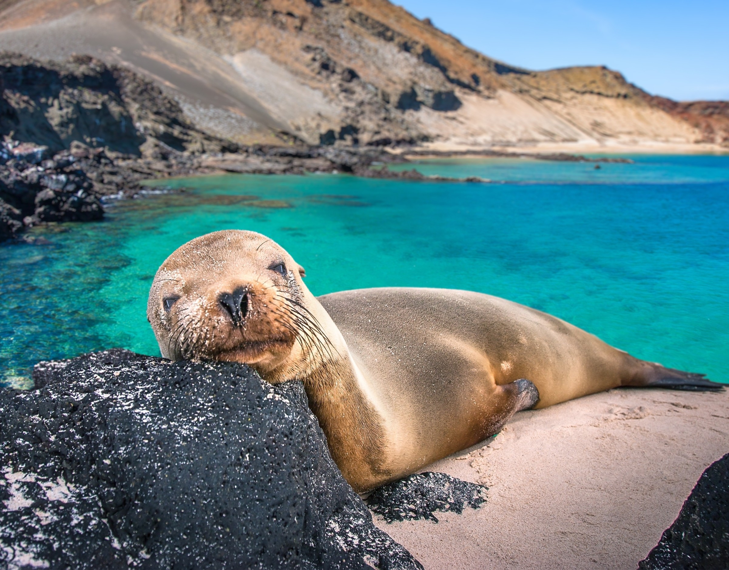 Thousands of animal species face an imminent threat of extinction from climate change