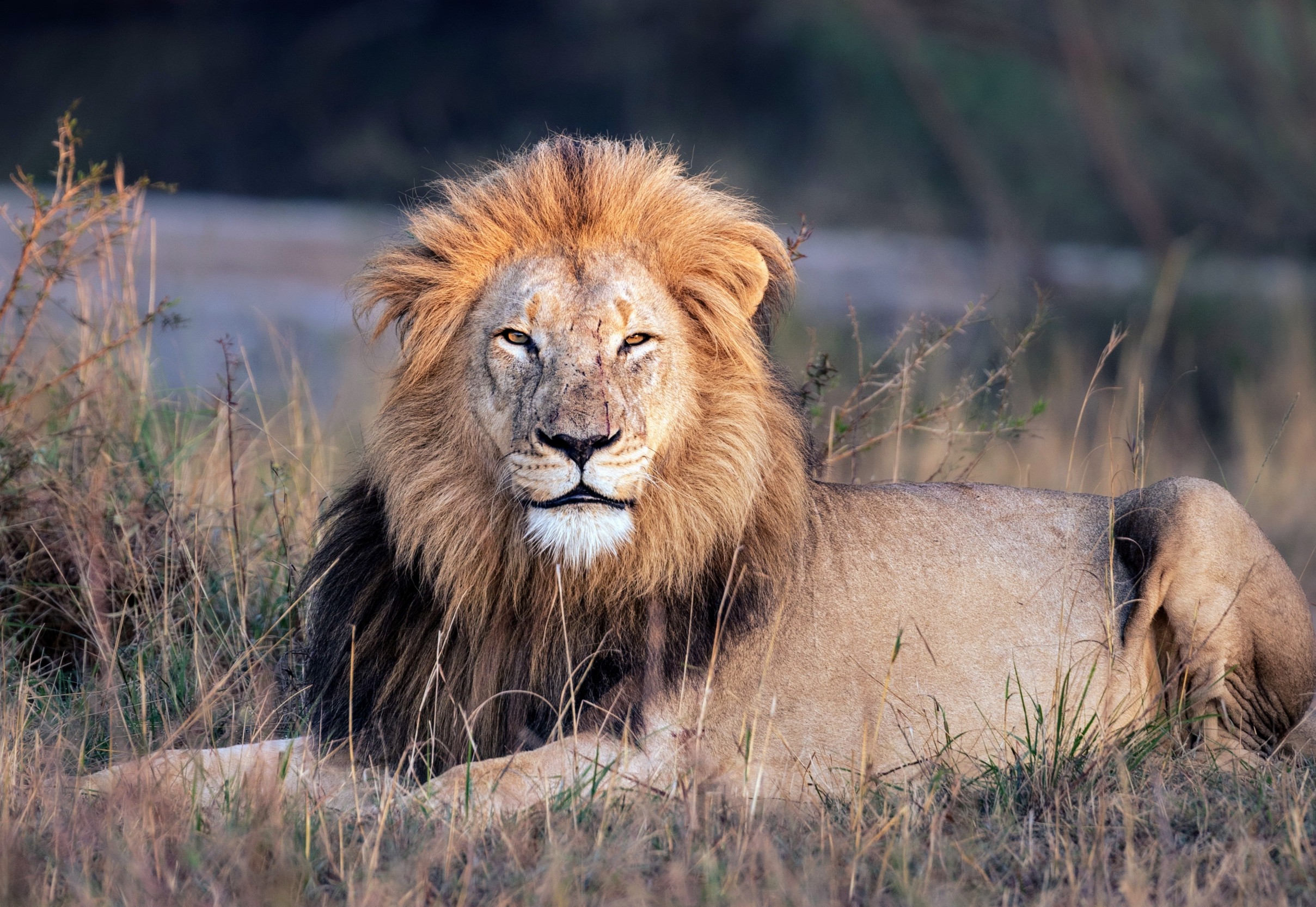 Lions and hyenas change behavior when tourists are nearby