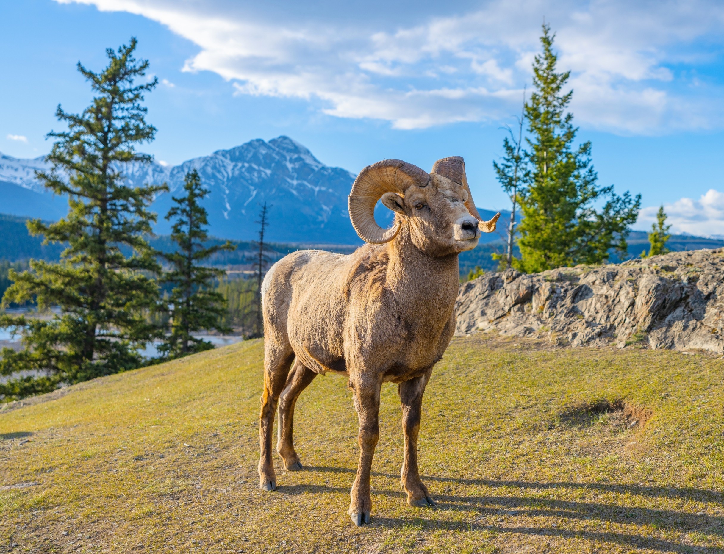 Wildlife in national parks: How do they act when people are gone?