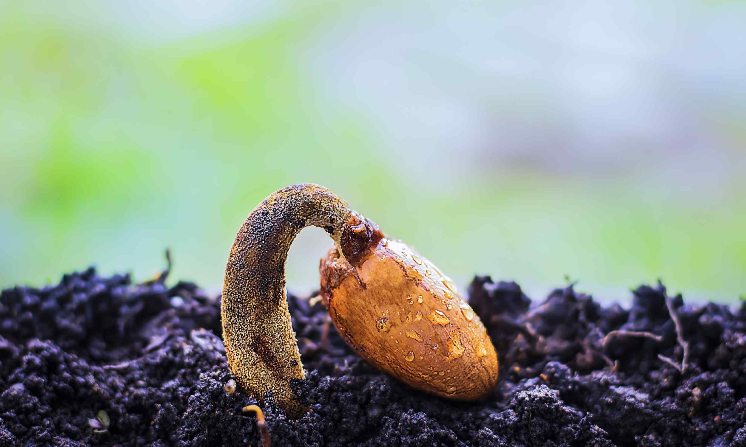 Scientists grow plants from ancient seeds that are 2,000 years old - Earth.com