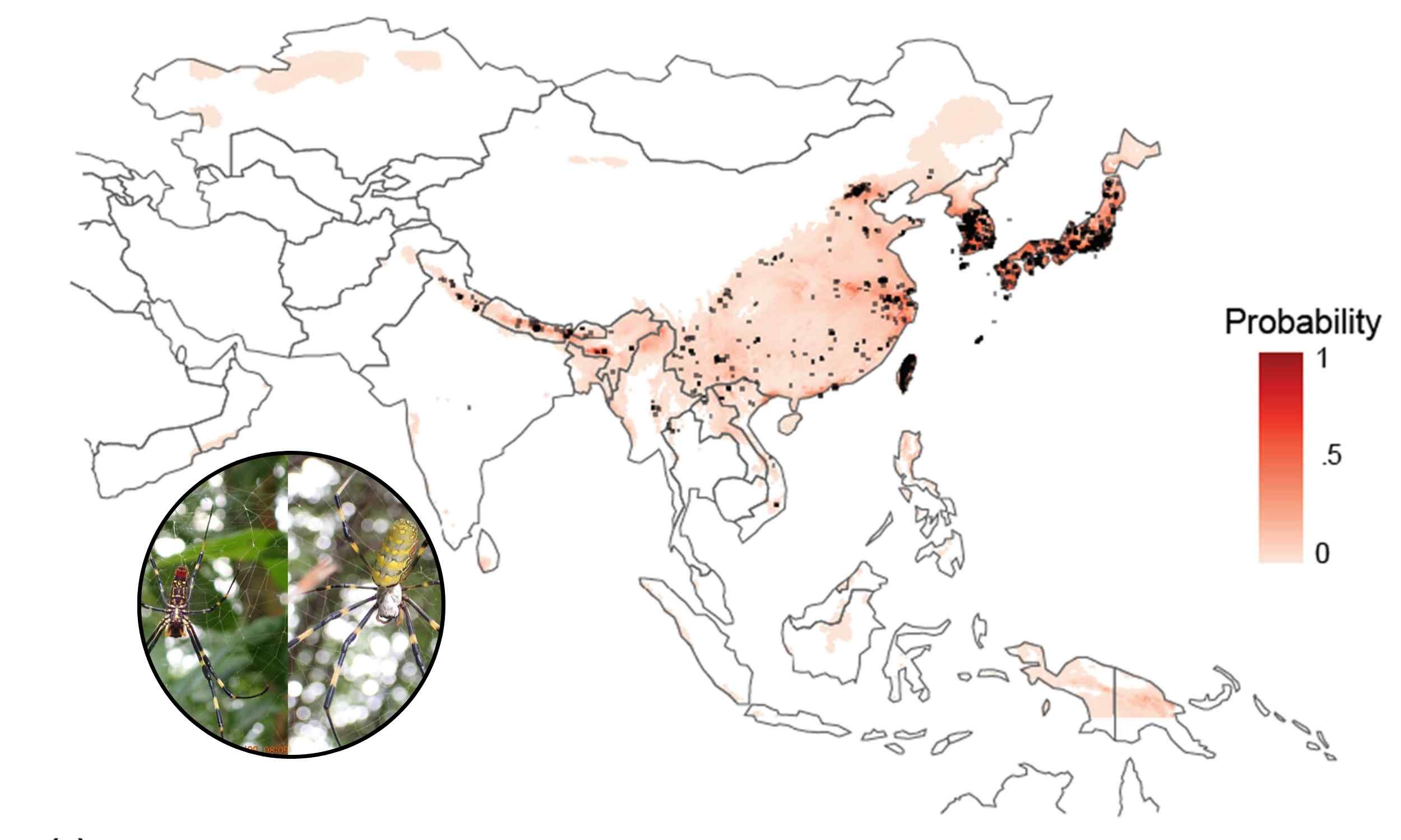 Giant spider species that weaves enormous webs has invaded the United States