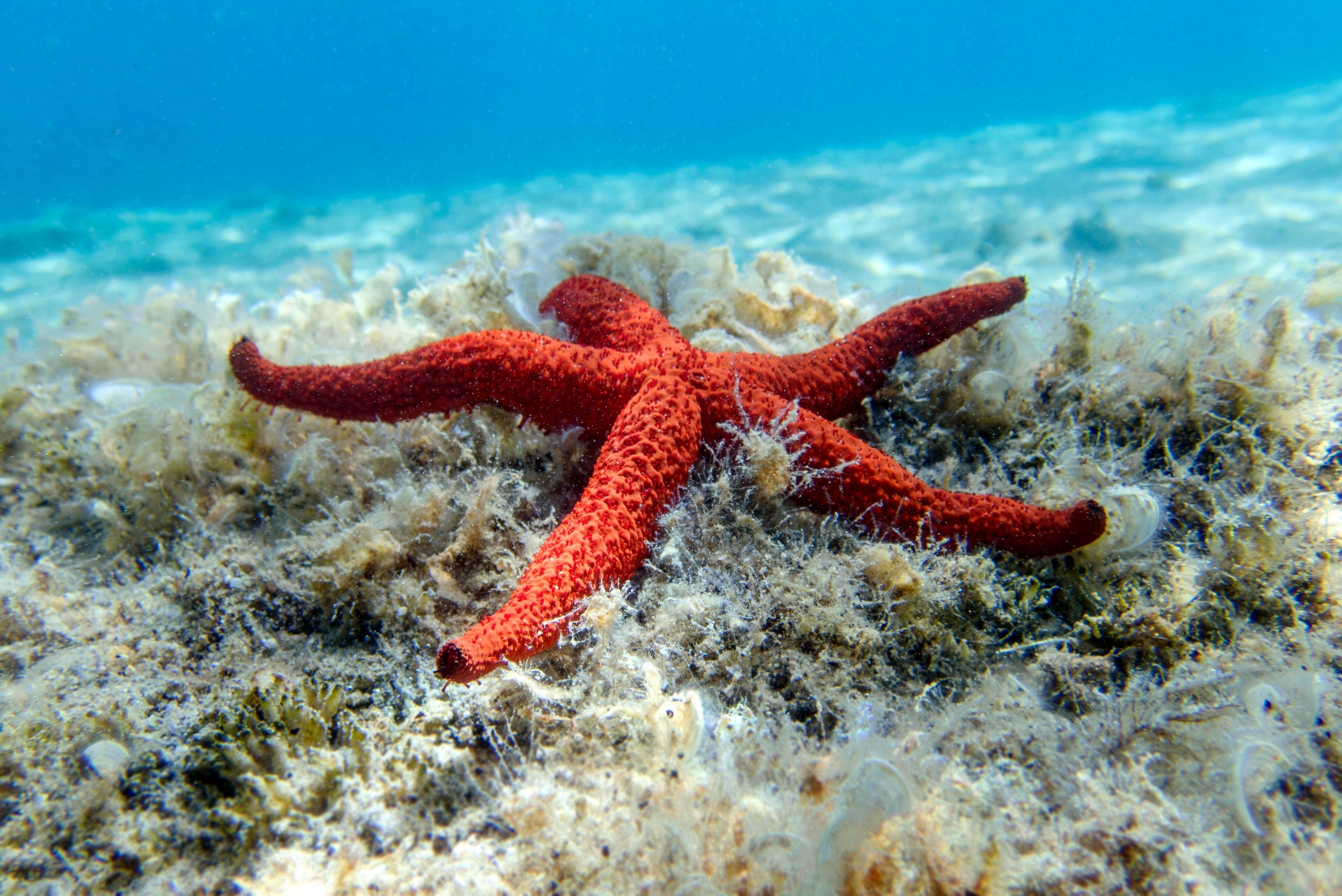 Cause of death for billions of sea stars finally identified