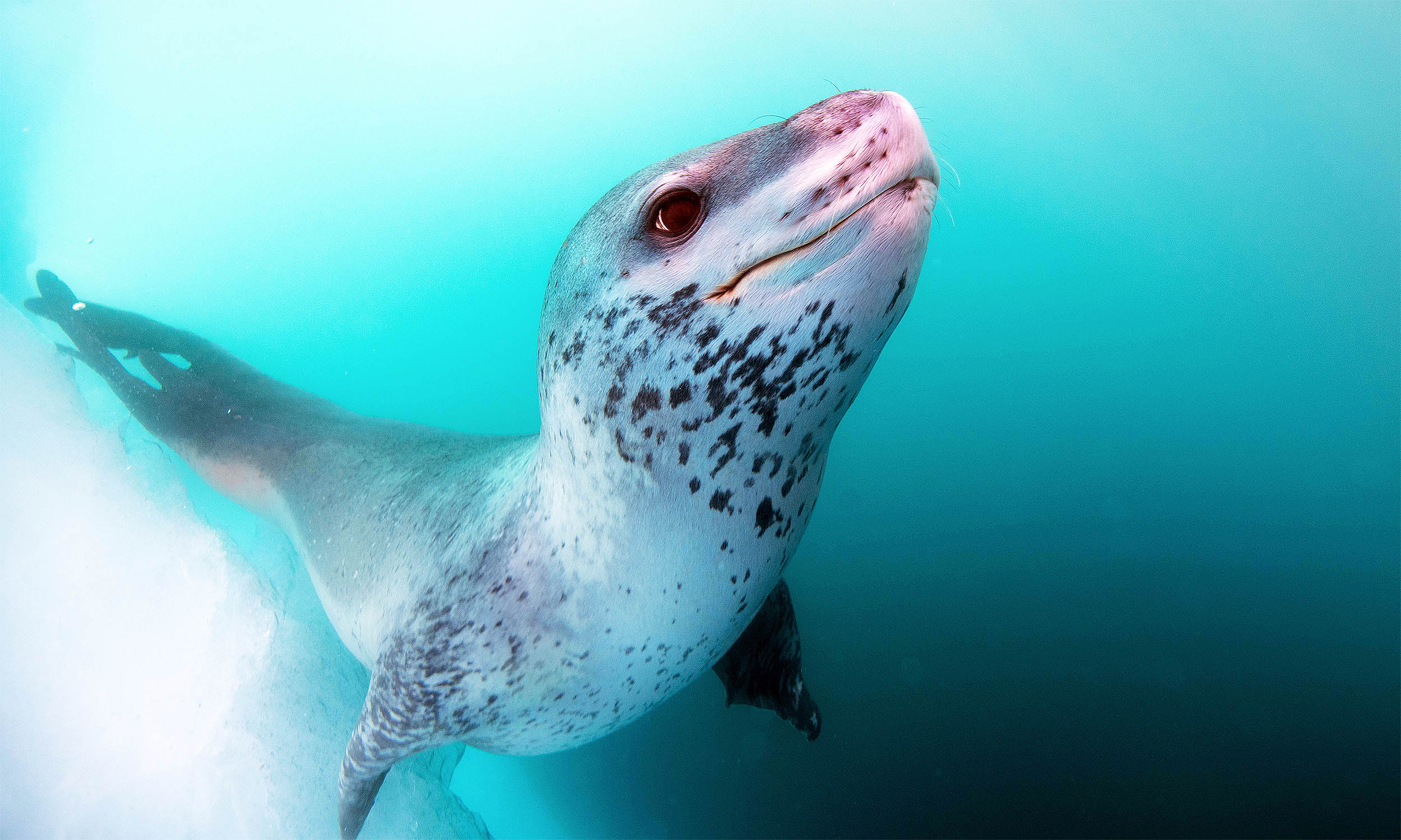 Leopard seals sing songs that are similar to nursery rhymes
