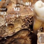 Cleopatra loses her sister again: Scientists confirm that the famous Roman tomb does not belong to whom it was believed to belong since 1929