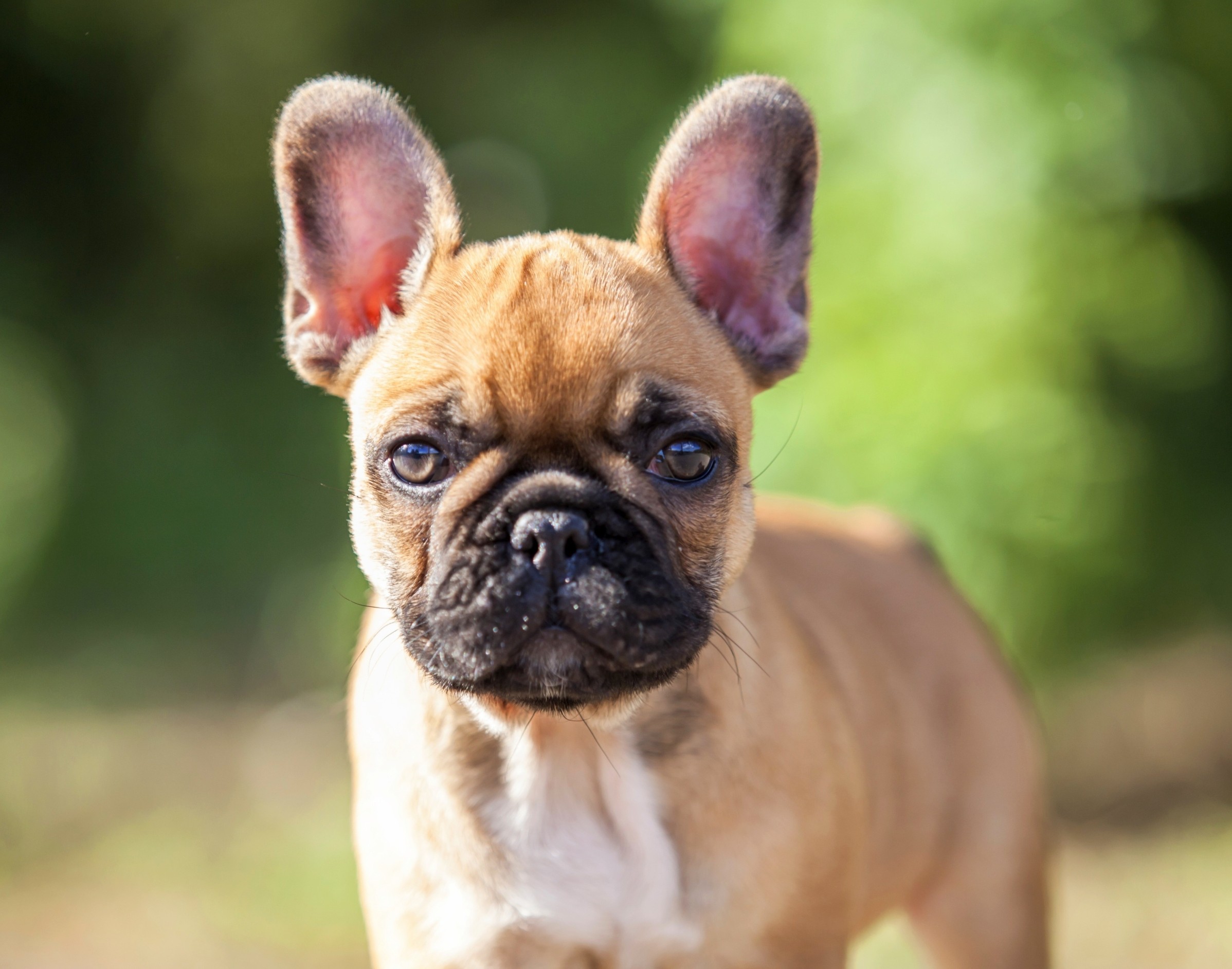 How head shape influences dog behavior