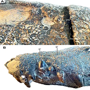 Photographs of Kostensuchus atrox right antorbital region in lateral view (A) and left surface of rostrum in anterolateral view (B). Abbreviations: afe, antorbital fenestra; ap, anterior palpebral; lab, lacrimal bulge; j, jugal; lad, lacrimal depressed surface; gr, longitudinal groove of maxilla; j, jugal; mx, maxilla. Credit: PNAX