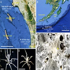Sericosura sea spiders examined in this study. (A) Map of the Southern California seep locations. (B) Map of the Sanak Seep site off of the Aleutian Islands. (C) A female from the Del Mar seep clearly showing swollen femora with eggs (arrow). (D) A male from the Sanak seep clearly showing egg brood (arrowhead). (E) An inconspicuous Sericosura male specimen walking on a carbonate rock at the Del Mar seep (the arrowhead denotes egg brood). (Scale bars: A, 80 km. B, 300 km. and C–E, 2 mm.) Photo credits: C and E, Bianca Dal Bó; D, Greg Rouse (SIO).