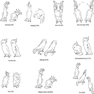 Illustration of the 10 most common recorded dance movements. Ethogram descriptors based on Keehn et al. [3] and illustrations by Zenna Lugosi. Credit: Lubke et al., 2025, PLOS One