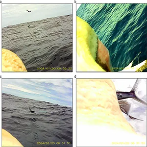 Bird-borne video camera footage of a red-footed booby Sula sula rubripes (a) flying close to a yellowfin tuna (Thunnus albacares) as it breaches the water’s surface, (b) foraging near a conspecific that is catching an exocoetid flying fish, (c) chasing a flying fish and (d) capturing the flying fish. Credit: Lancaster University