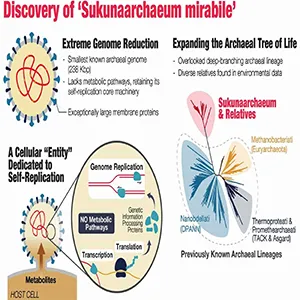 Phylogenetic analyses place Sukunaarchaeum as a deeply branching lineage within the tree of Archaea, representing a novel major branch distinct from established phyla. Environmental sequence data indicate that sequences closely related to Sukunaarchaeum form a diverse and previously overlooked clade in microbial surveys. Credit: JSPS