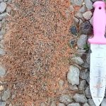 Scientific alert for a dangerous “Frankenstein” ant invading the US: It adapts to any climate