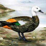 Brutal wind and the absence of predators created this strange extinct bird, Rekohu shelduck (Tadorna rekohu). Credit: Sasha Votyakova, Te Papa