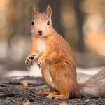 Forests at risk as seed-spreading animals disappear