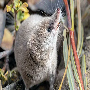 The Mount Lyell shrew. Photo Courtesy of Subramanyan, Jain, and Forbes